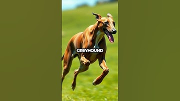 Thumbnail of Are Dogs Really Colorblind? Test Your Knowledge! #Shorts