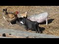 вєтнамські свині як живуть і плодяться 0961626245