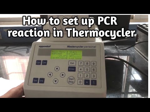 How to setup the PCR Reaction on