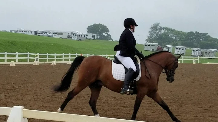 AM O PERICLES STYLE EAST COAST CHAMPION DRESSAGE T...