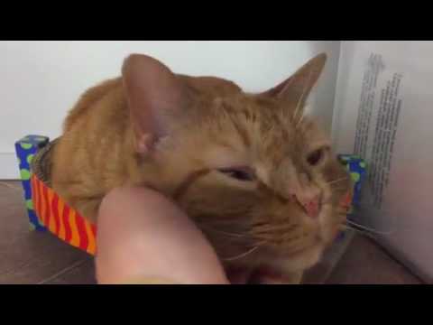 cute cats for sale 7/28/17 noon shelter tour