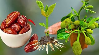 Grow Juckfruit Tree Cutting Using Khajoor juice - 100%Success