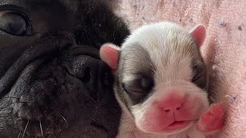 French Bulldog Puppies' Journey: Newborn to 1 Month Old | Cuteness Overload 🐾❤️