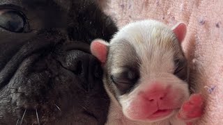 French Bulldog Puppies' Journey: Newborn to 1 Month Old | Cuteness Overload ❤