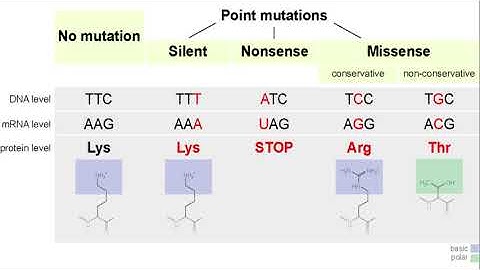 Mutations(Point and Frameshift)