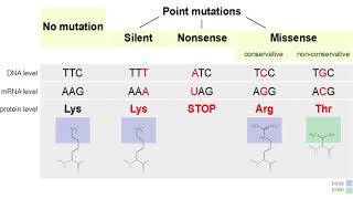 Mutationspoint And Frameshift