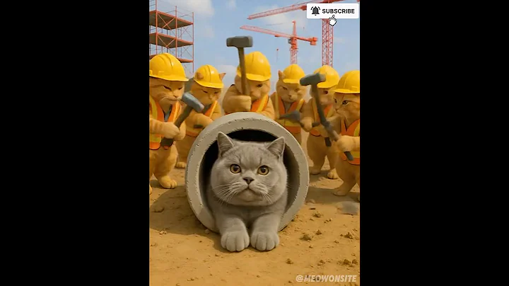 Video 10687561: cat rescue british shorthair, british shorthair cat kitten, giant british shorthair cat, british shorthair mother cat, british shorthair cat animals, funny british shorthair kittens