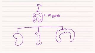Parathyroid Physiology for the USMLE Step 1 | HyGuru Tutoring