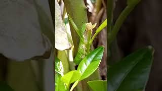 How insects|arthropoda eat plants