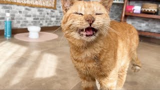 ずーっと喋ってる猫【ライフ君】