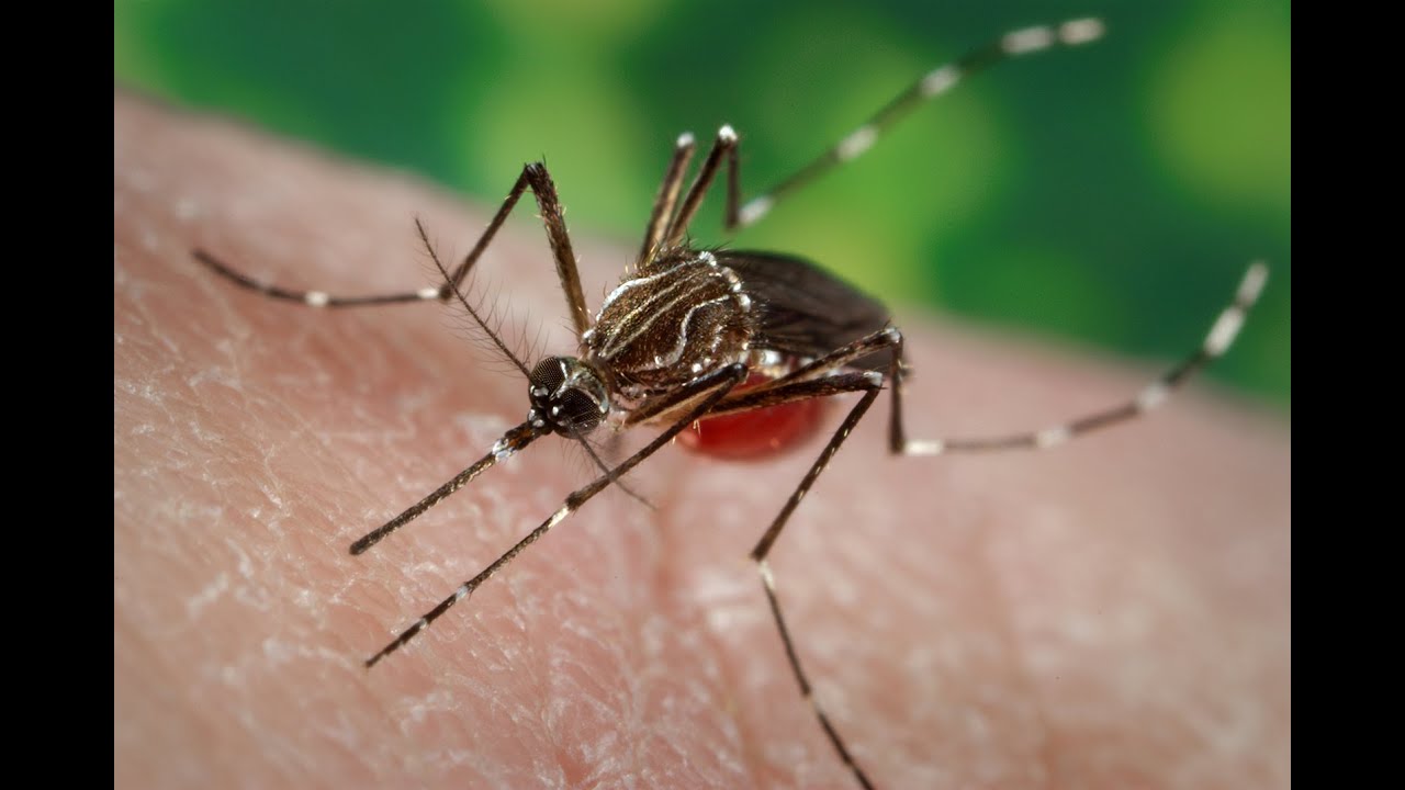 Dengue Mosquito Strikes Back - YouTube