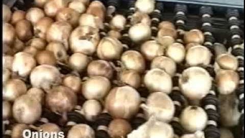 Kerian Onion Grader sorting Onions by Size