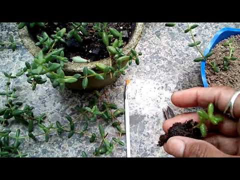 Video: Njega biljaka Delosperma - uzgoj ledenih biljaka Mesa Verde u vrtu