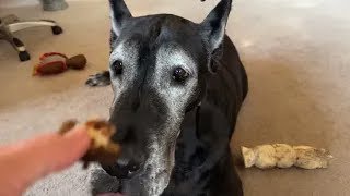 Funny Polite Great Danes Love Pizza & Philly Cheesesteak Night
