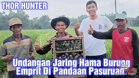 #jaring #hamapadi # Undangan Jaring Hama Burung Emprit Di Kota Pandaan Pasuruan