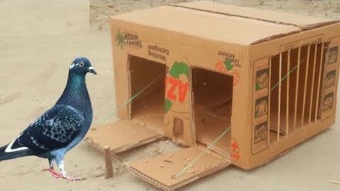 Easy Making Quick Pigeon Trap From Cardboard Box - Really Unique Bird Trap#diytrap #animals #diy