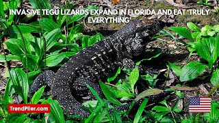 Invasive tegu lizards expand in Florida and eat ‘truly everything’