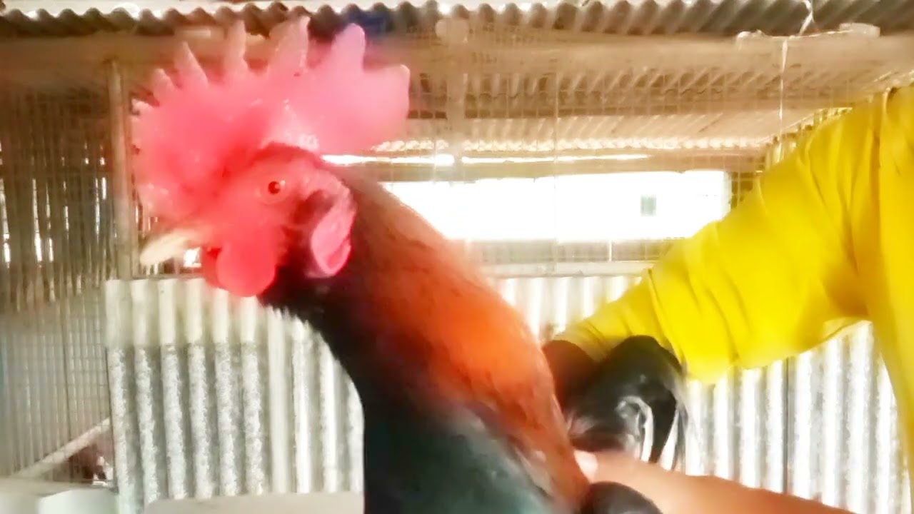 นำไก่พม่าสวยๆมาให้ชมกันครับ