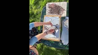 Pressing seaweed ready to print…