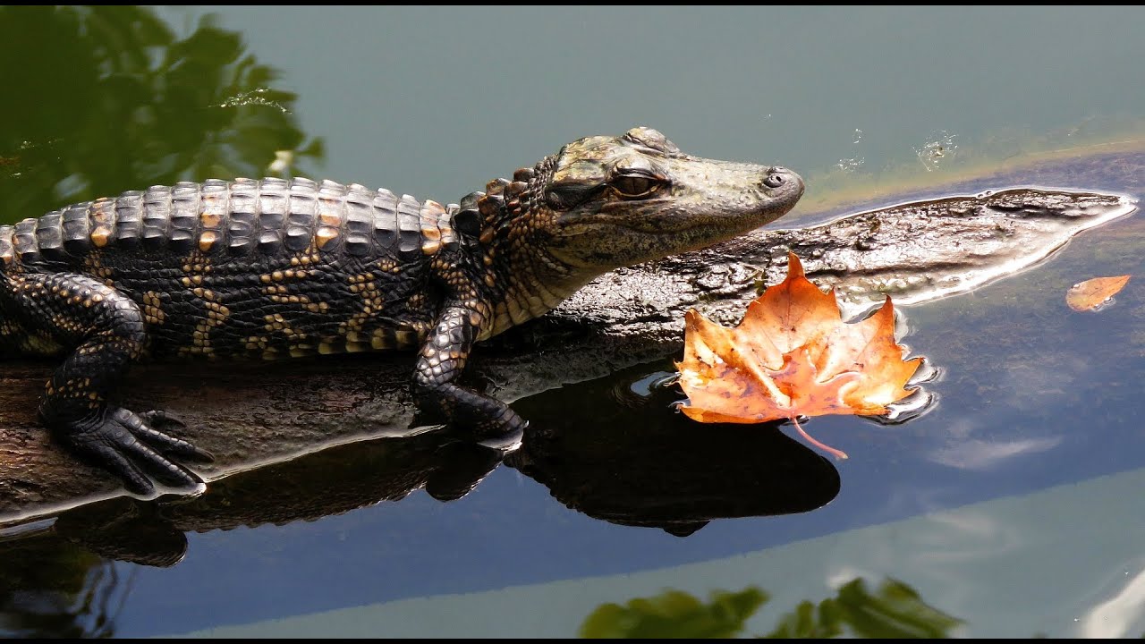 Visiting Brick Pond Park