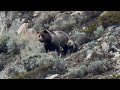 A Grizzly Mom & Her Cubs in Grand Teton
