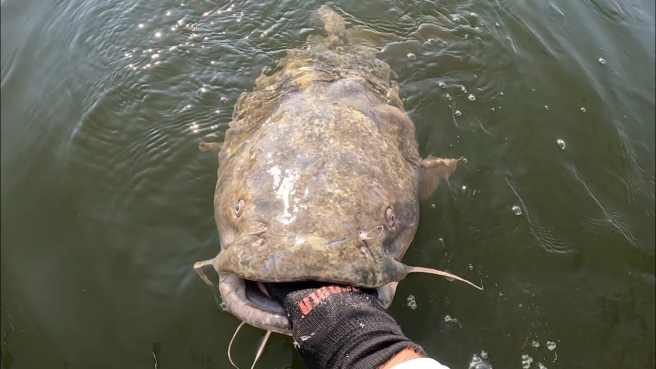 GIANT Flathead Wouldn't Let Fisherman Leave 