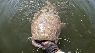 GIANT Flathead Wouldn't Let Fisherman Leave