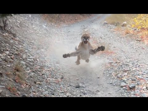 Cougar Attack in Utah | Mountain Lion Stalks Me For 6 Minutes!