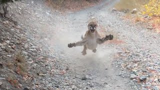 ORIGINAL - Cougar Encounter in Utah | Mountain Lion Stalks Me For 6 Minutes!