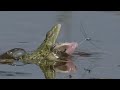 Frogs try to catch damselflies / Sapos tentam pegar libélulas / Frösche versuchen Libellen zu fangen