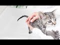 新しい家族が増えました。元野良の子猫のシャンプーに苦戦