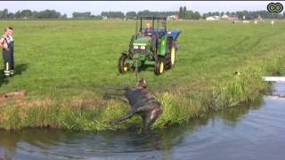 Koe Te Water Aan De Middenweg Bovenkerk