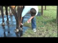 Treating Horse Mud Scald Rain Rot - Caused by Moist, Wet, Humid, Muddy Conditions