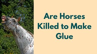 Is Glue made from horses?