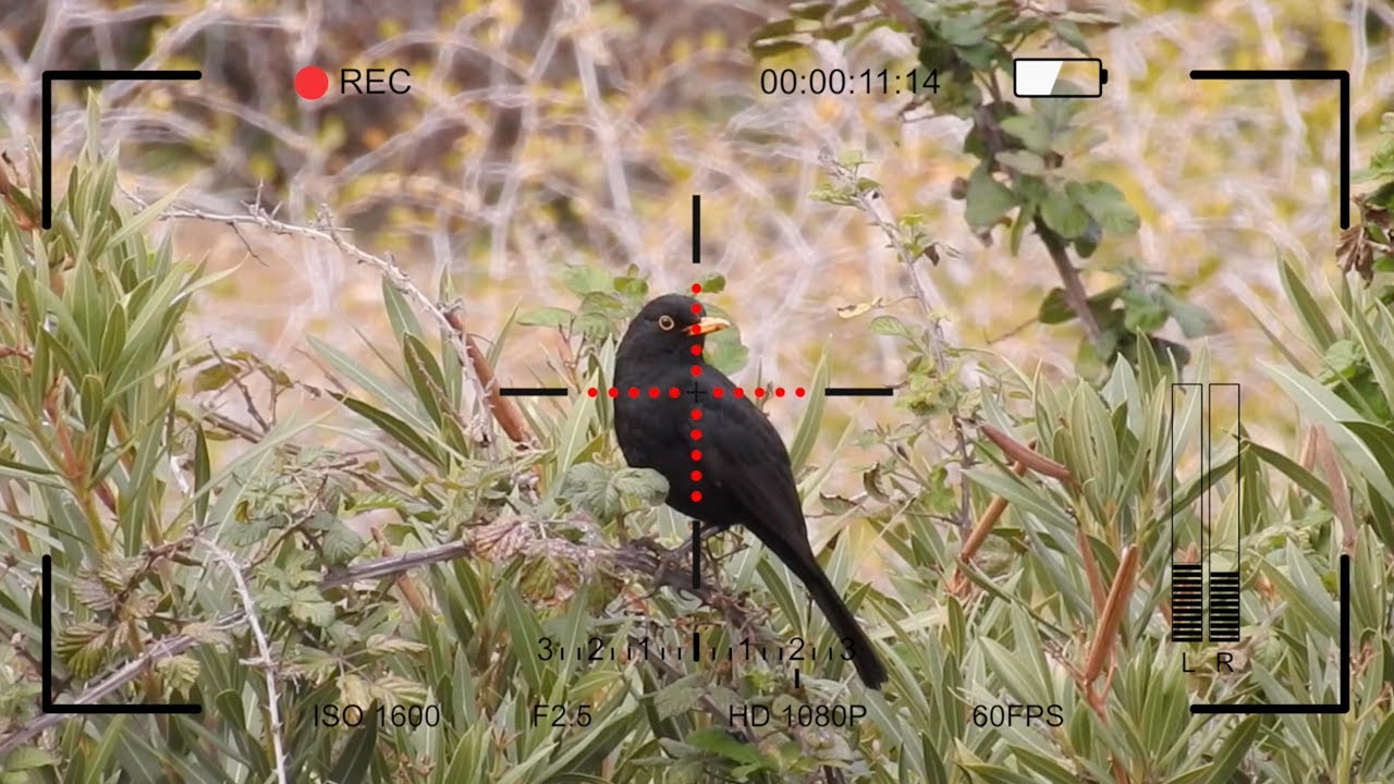 Préparez les chasseurs de demain, offrez une carabine Gamo à vos