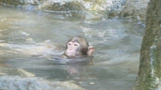 サルもプールで暑気払い 大分、高崎山自然動物園