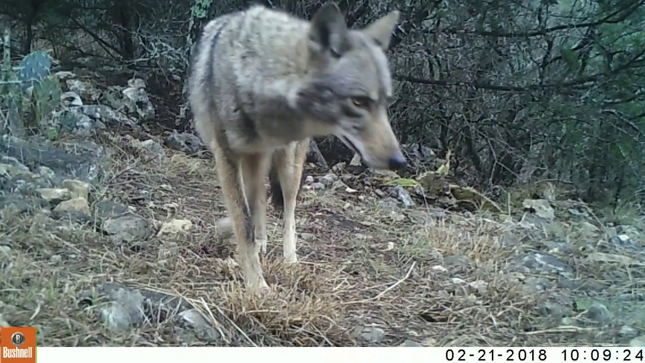 Texas Trail Cam Compilation March 5, 2018