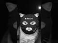 BadCat Returns ЁЯШВ Funny Entertainment BadCat Returns ЁЯШВ Funny Entertainment