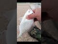 Fishing Trip | Jubail | Fanateer Conrniche