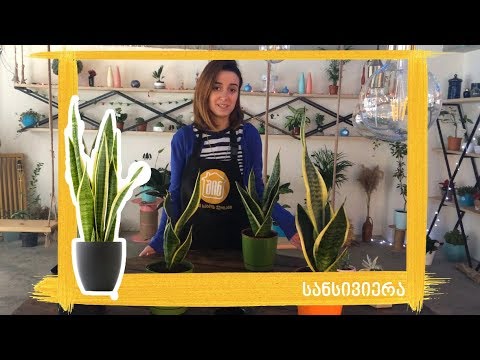 როგორ მოვუაროთ სანსივიერას?