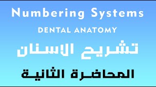 تشريح الاسنان المحاضرة الثانية - Dental Anatomy Numbering Systems  , crown &  roots , tooth surfaces