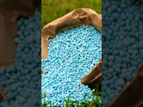 Vidéo: Engrais superphosphaté : composition, caractéristiques, mode d'emploi au jardin