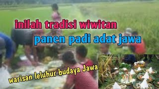 inilah tradisi wiwitan panen padi adat Jawa