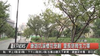 1040904觀天下新聞HD07 汐止區康誥坑溪櫻花受創 里長培育生力軍