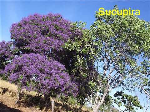 Comunidade Bom Jesus   Mapeamento das Populações Tradicionais do Cerrado   2004