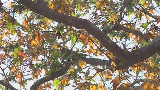 A glimpse of fall around San Diego County