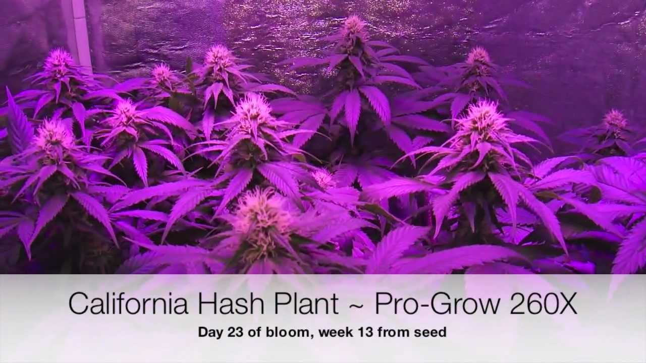 Pro-Grow 260X LED grow light - California Hash Plant - pt. 2