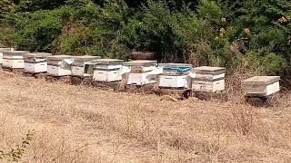 حل صعود الملكة للعاسلة في موسم العسل بداية الصيف.مراعي العسل في الصيف ومعلومات مهمة في تربية النحل.