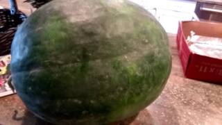 Black Diamond Watermelon Youtube