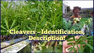 Cleavers - Identification, Description, and Uses!